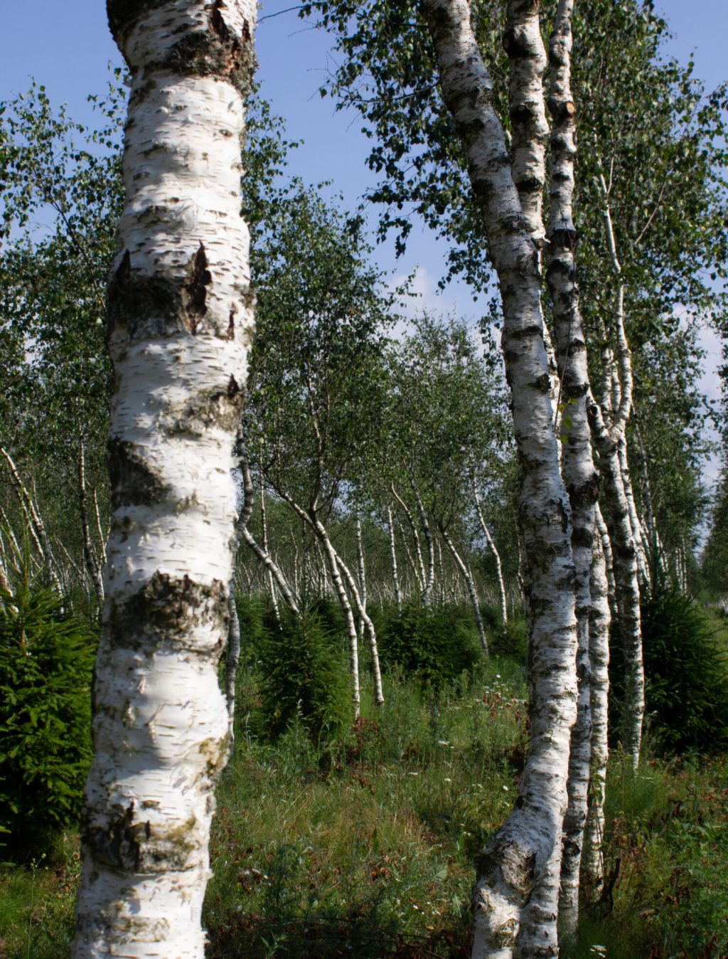 IMG_1440 wholesale wood